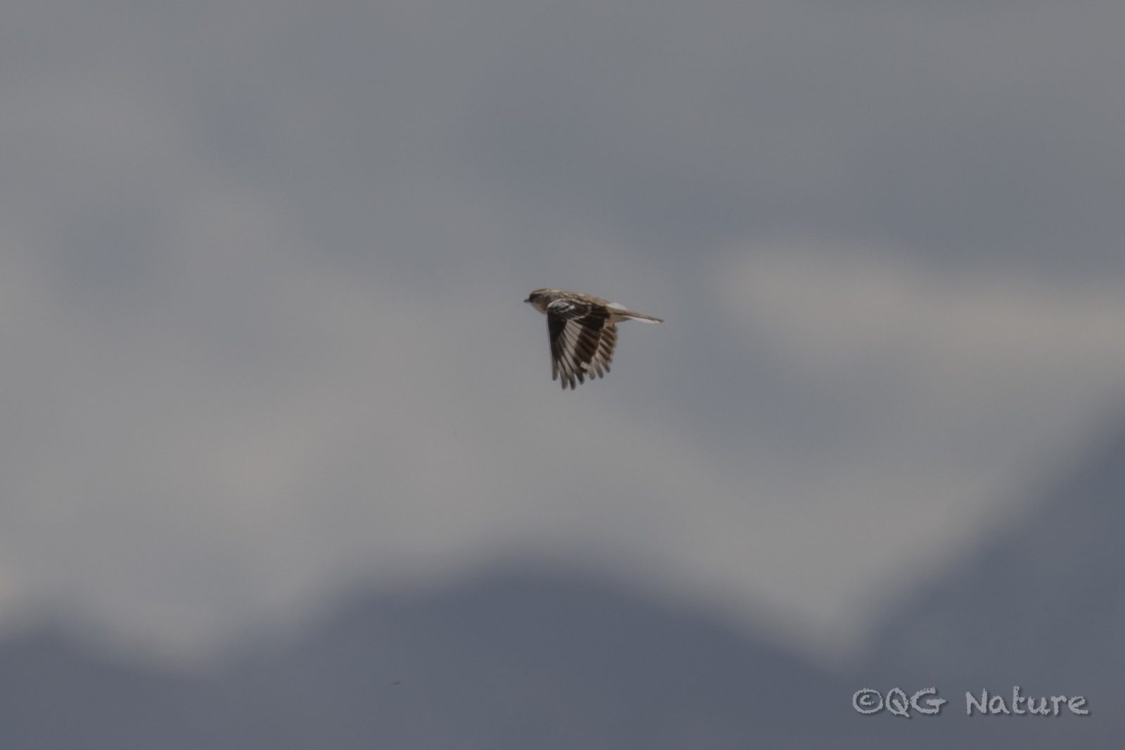 White-rumped Snowfinch