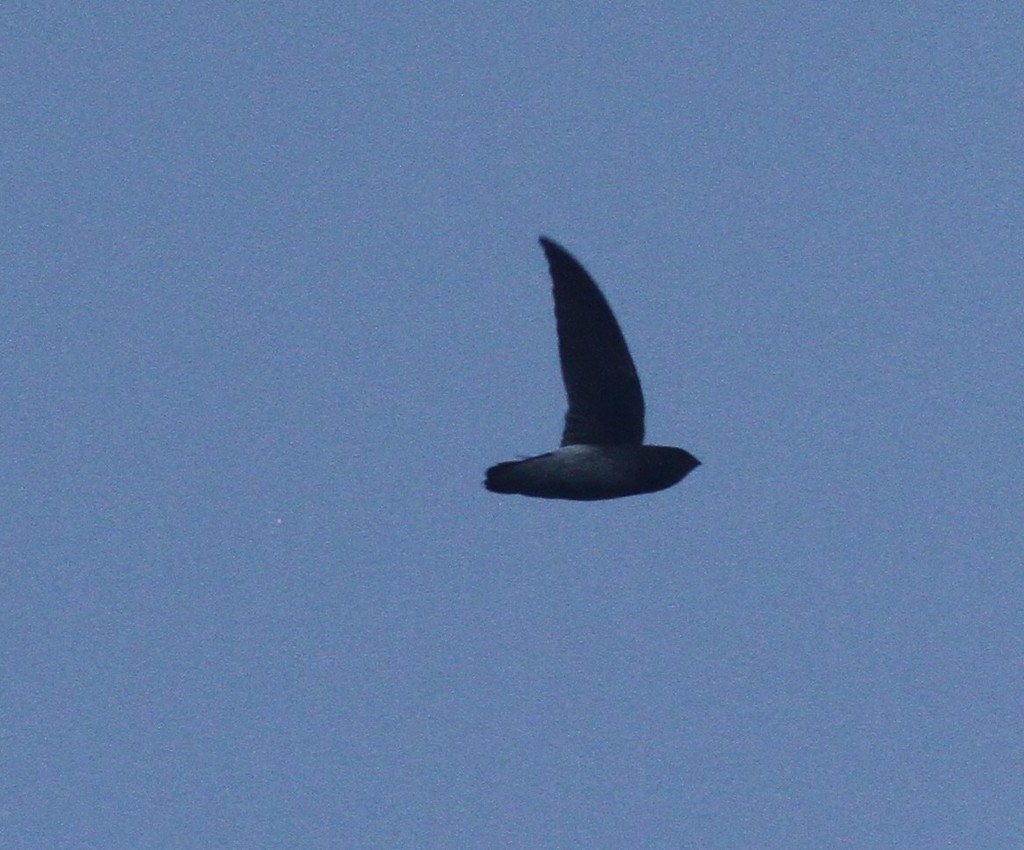 White-rumped Spinetail