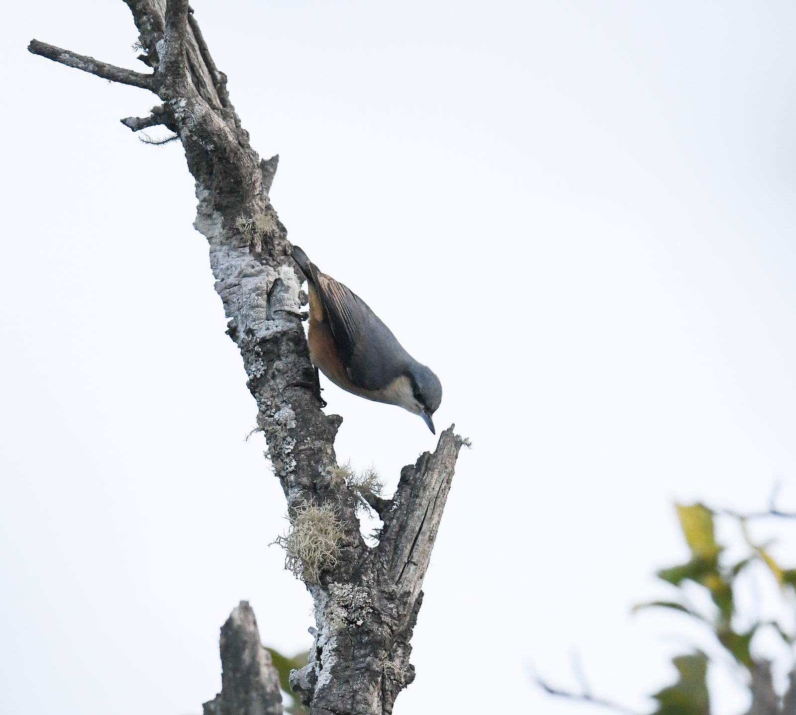 White-tailed Nuthatch