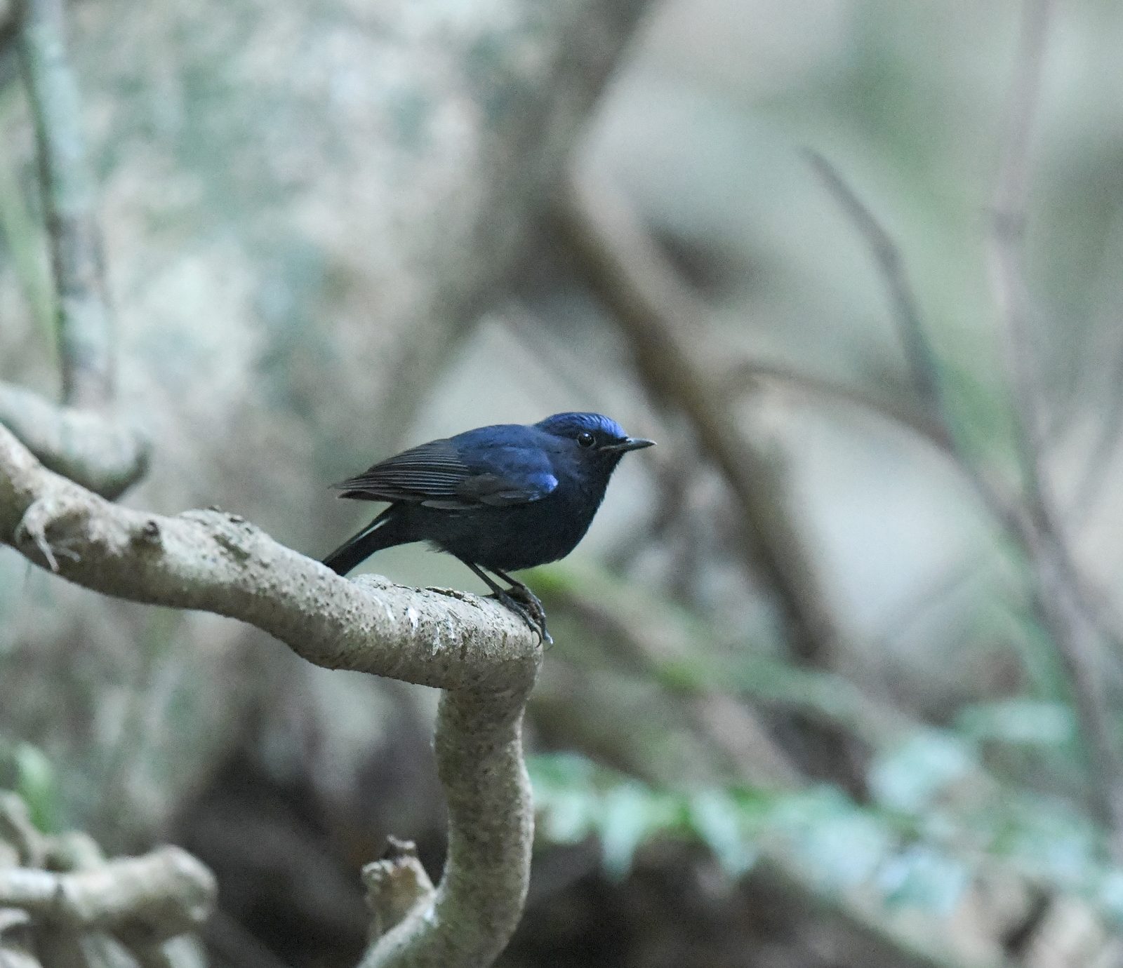 White-tailed Robin