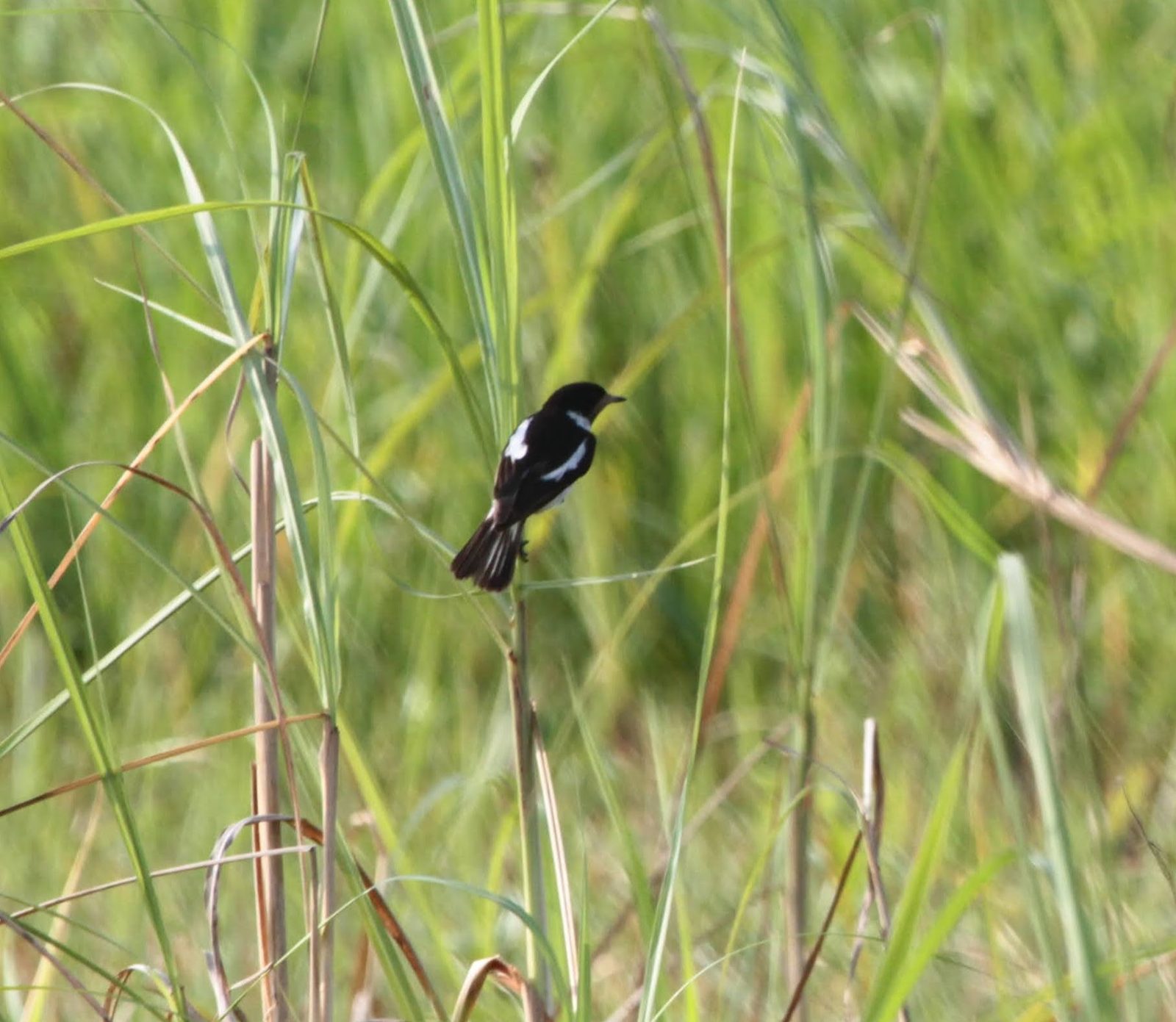 White-tailed Stonechat