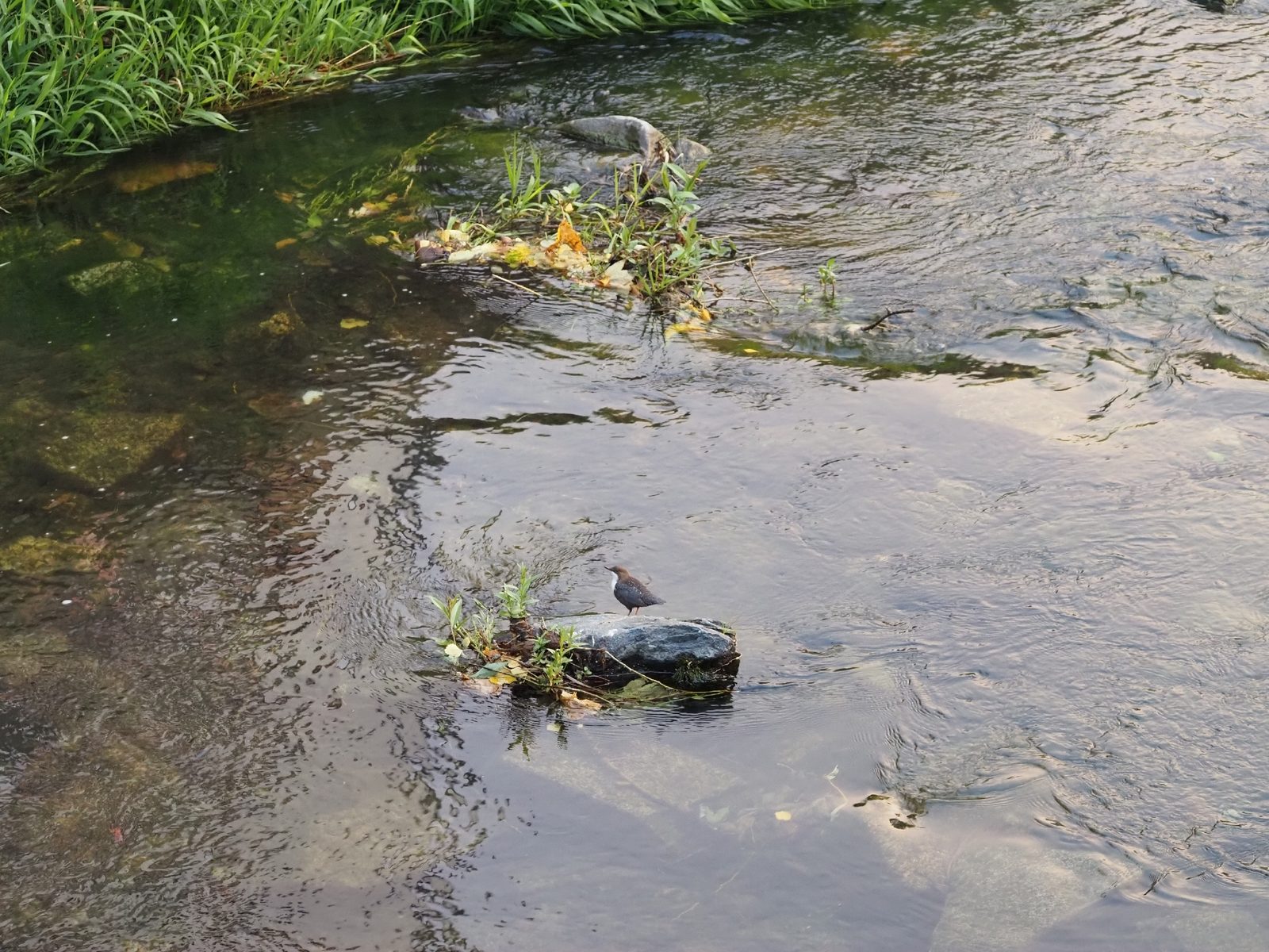 White-throated Dipper