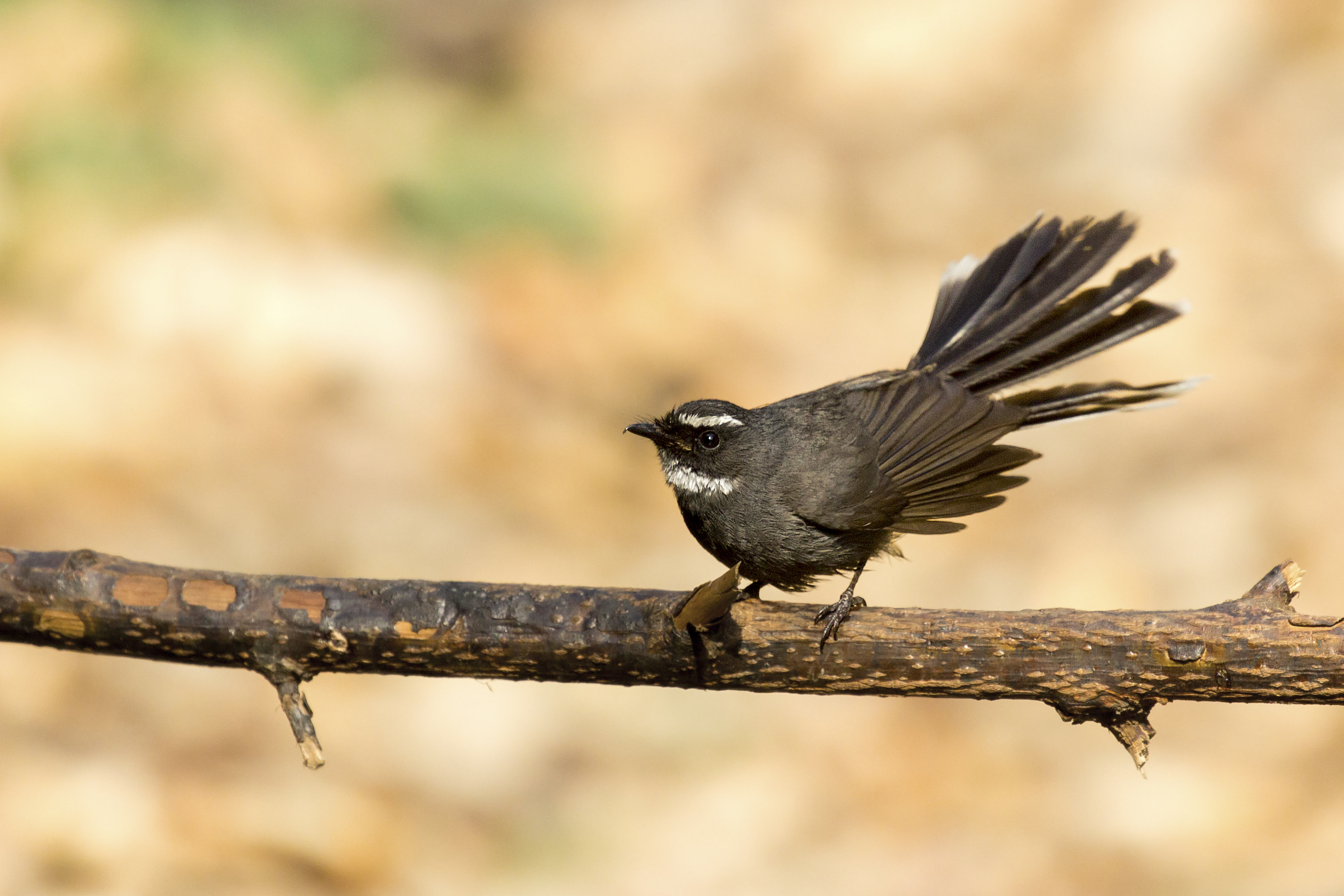 White-throated Fantail