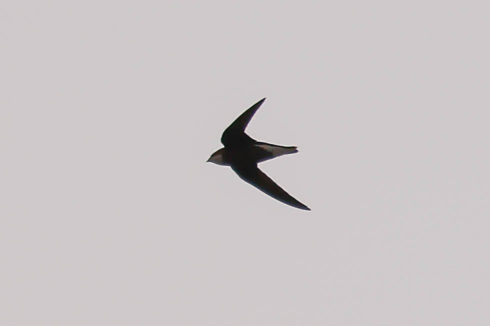 White-throated Needletail