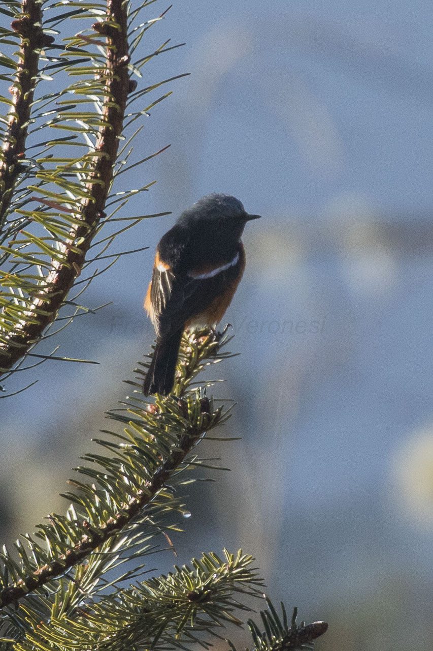 White-throated Redstart