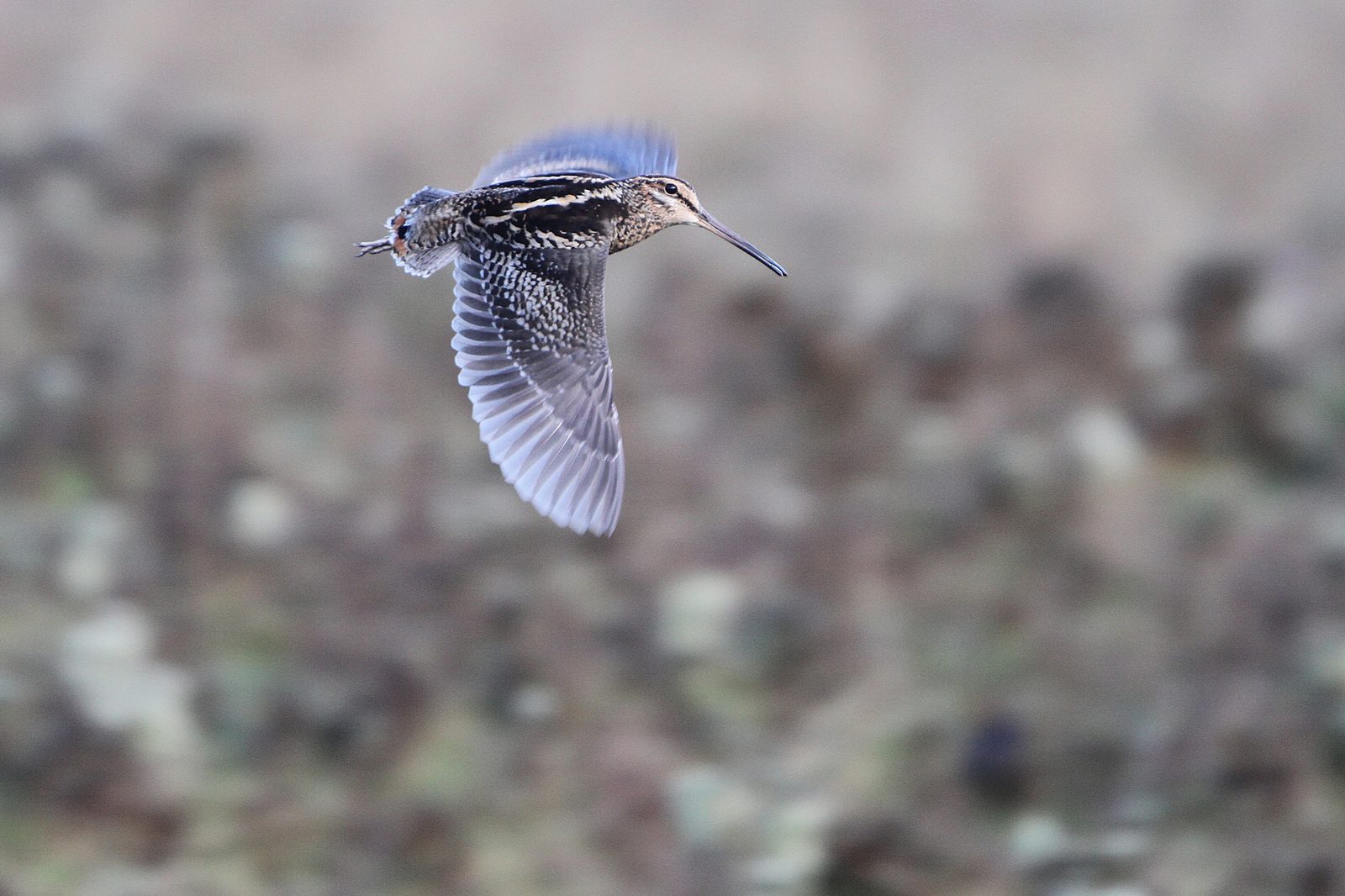 Wood Snipe