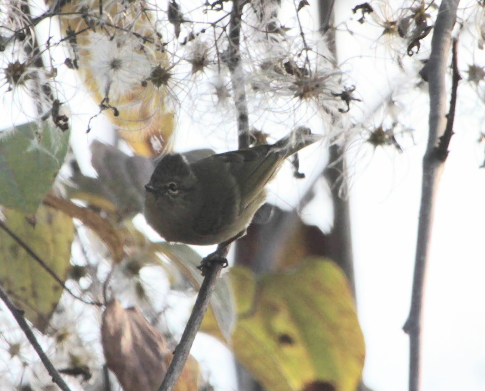 Yellow-browed Tit