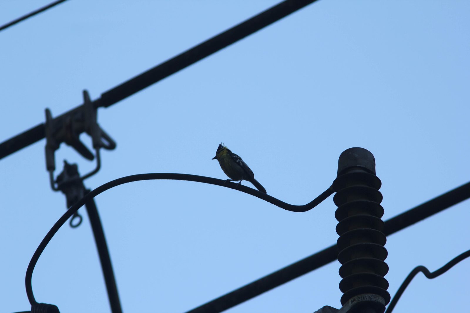 Yellow-cheeked Tit