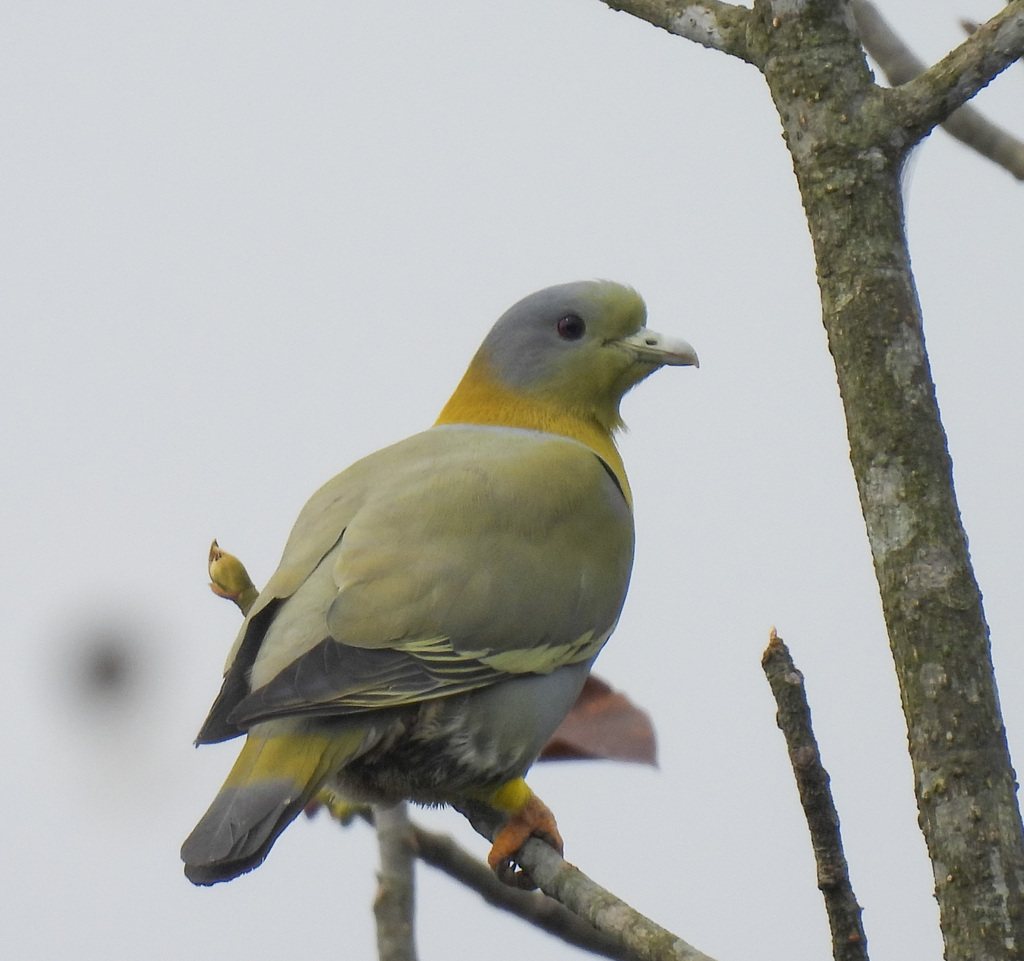 Yellow-footed Green-pigeon