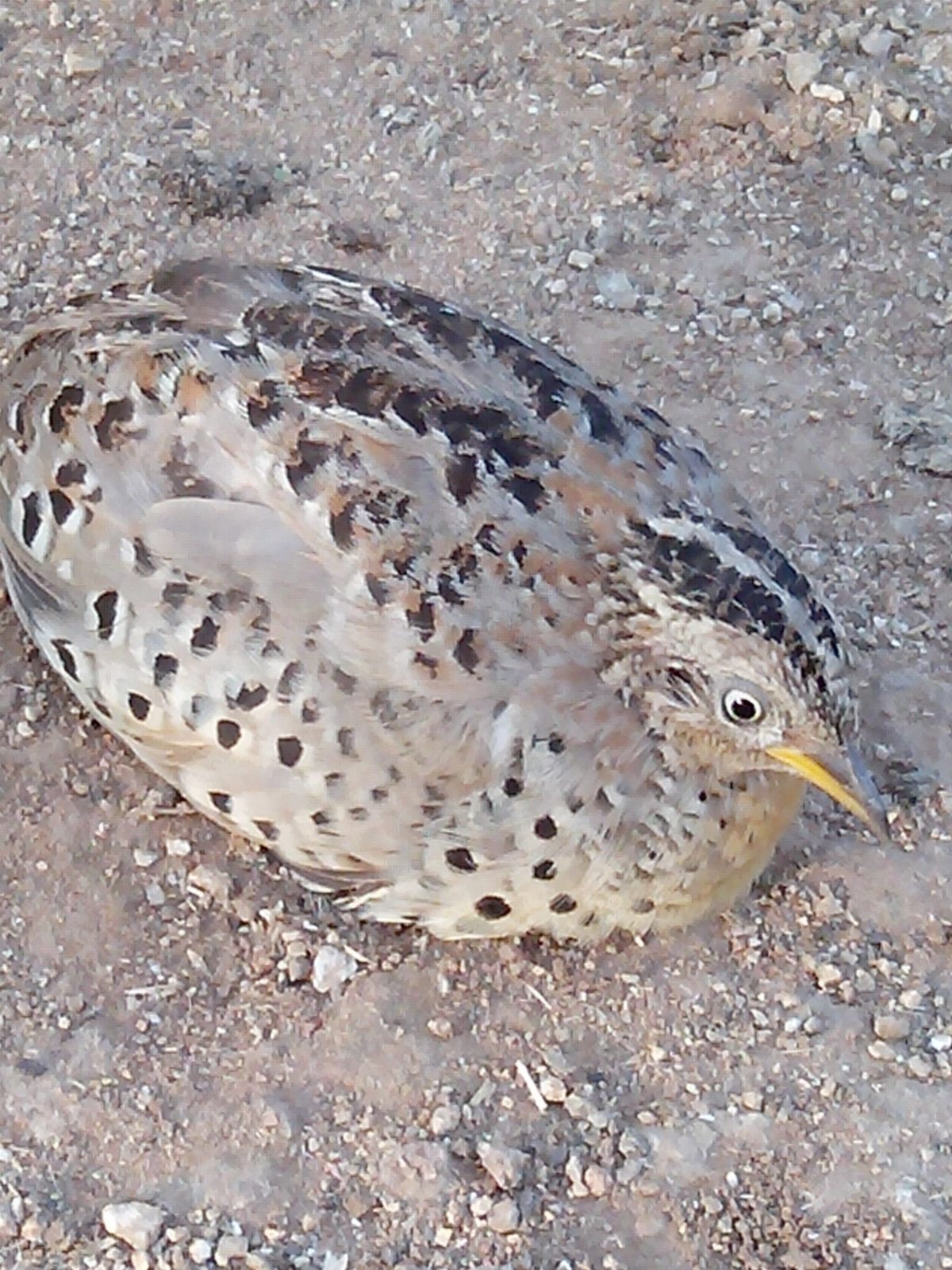 Yellow-legged Buttonquail