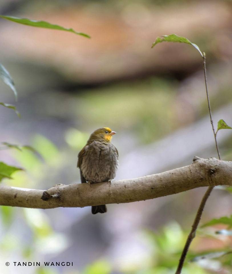 Yellow-rumped Honeyguide
