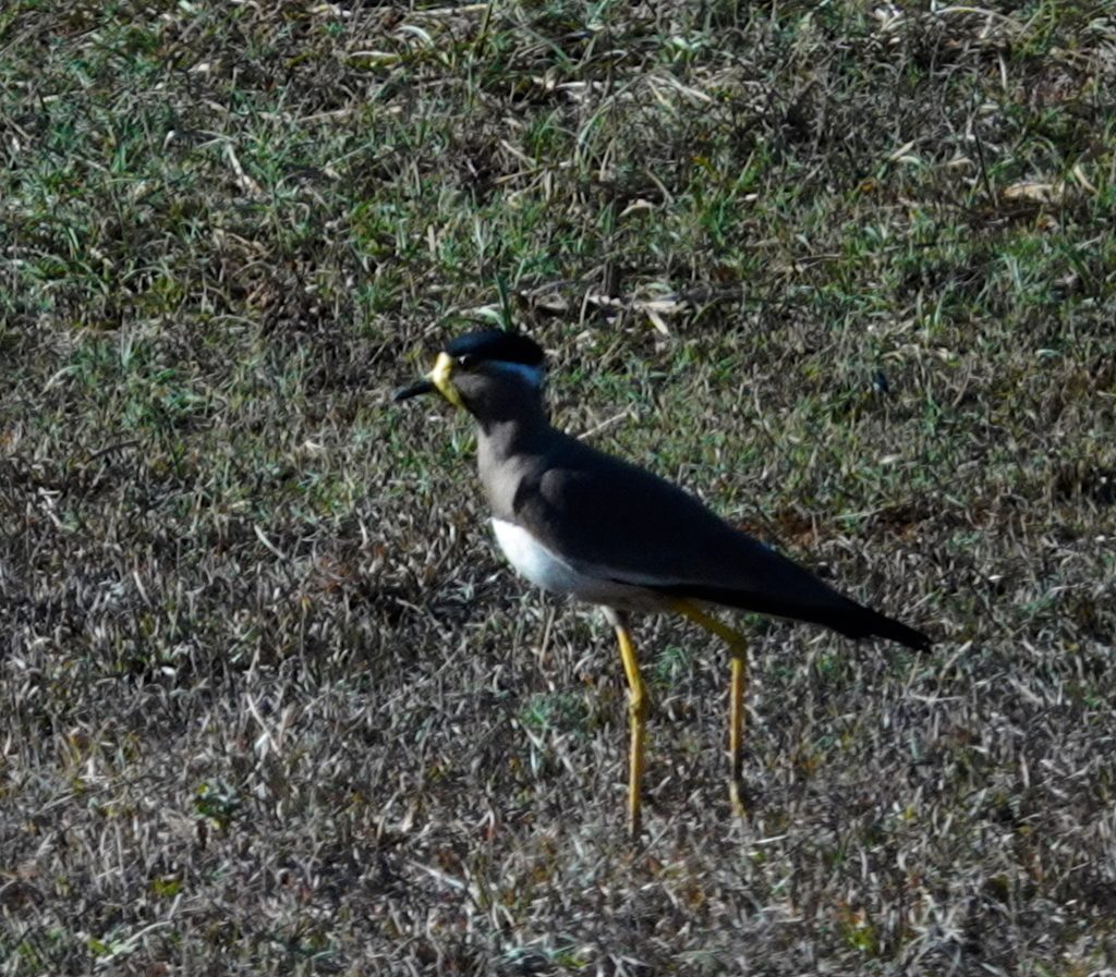 Yellow-wattled Lapwing