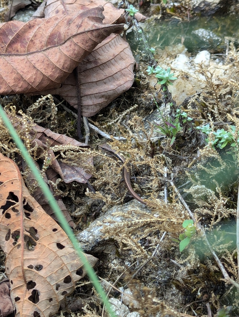 Ablepharus sikimmensis