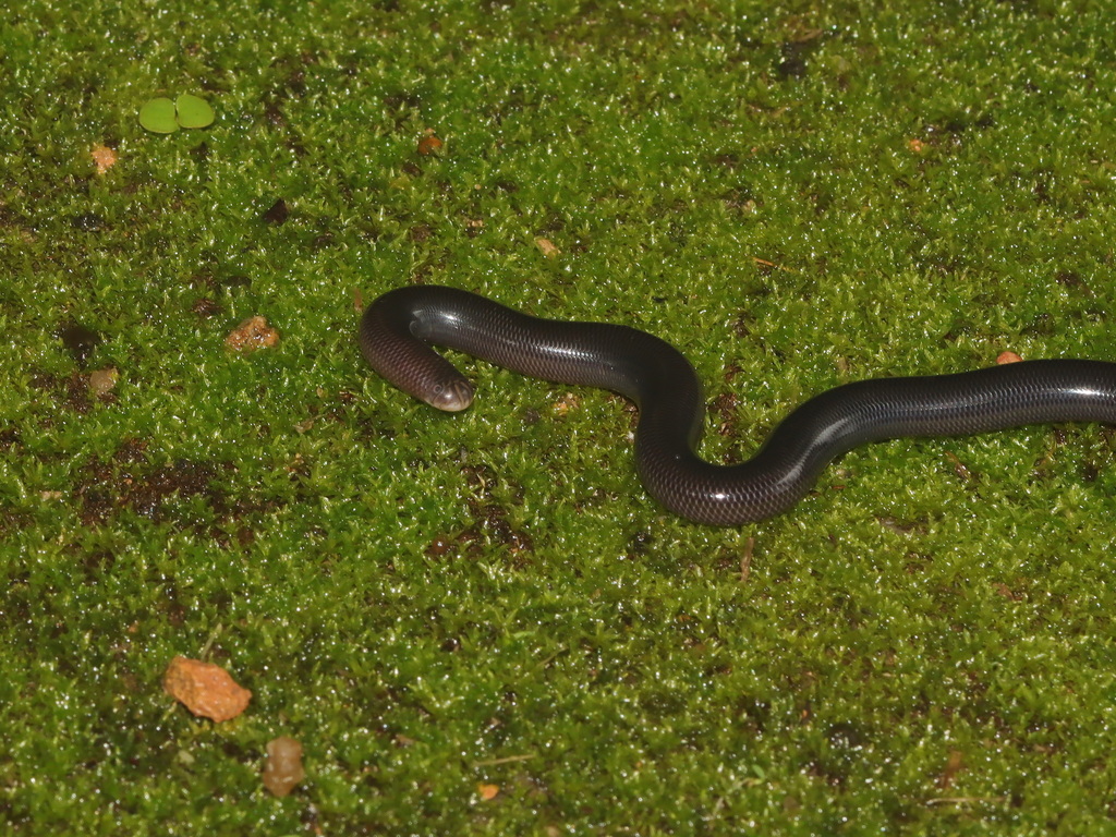 Diard's Blind Snake