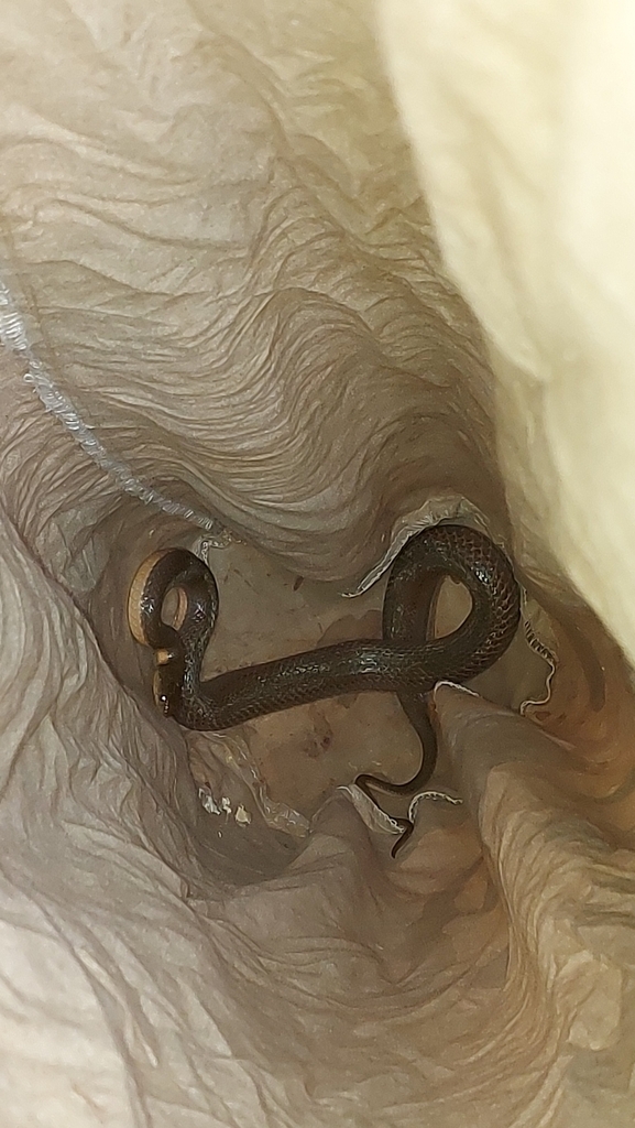 Split Keelback
