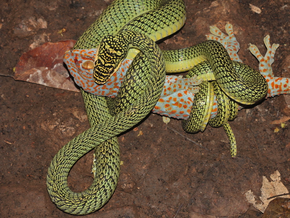 Golden Tree Snake