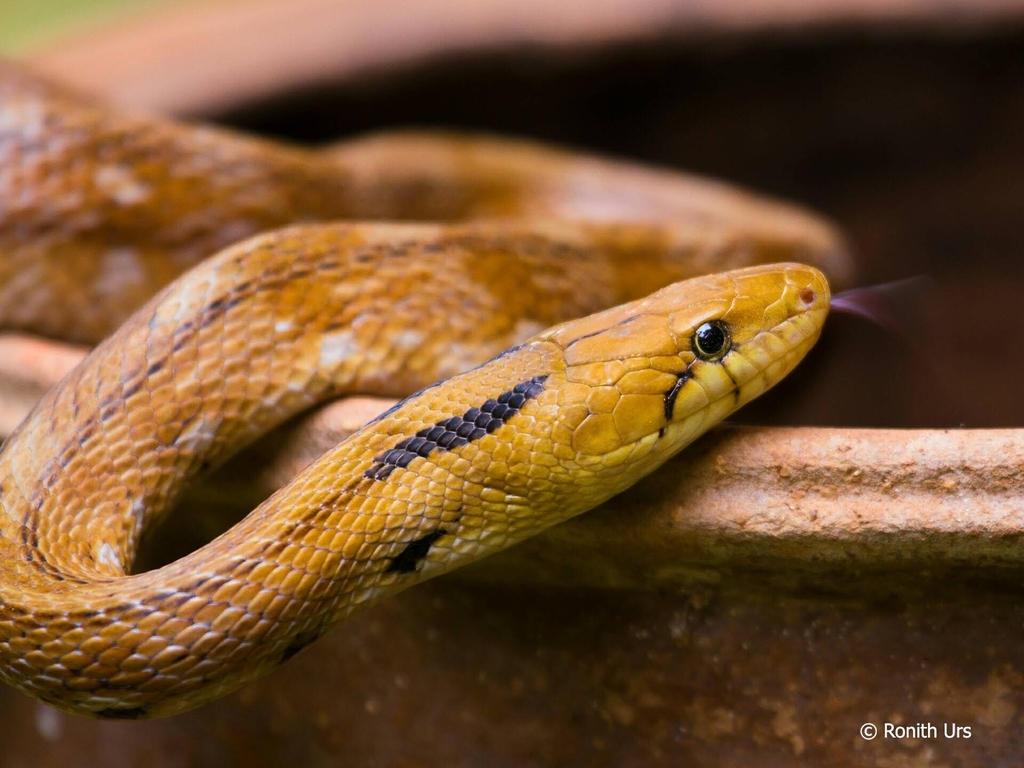 Trinket Snake
