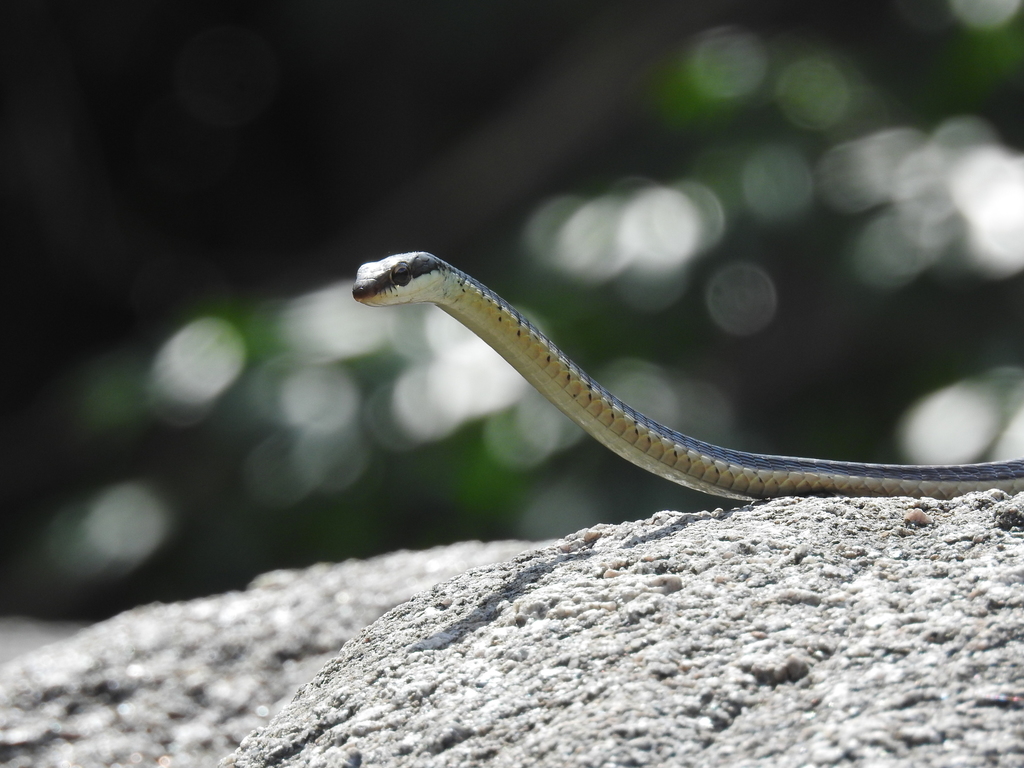 Common Bronzeback Tree Snake