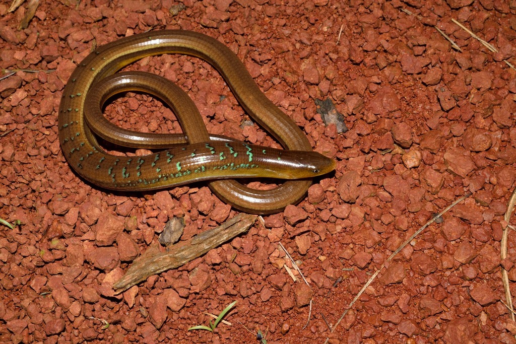 Dopasia gracilis