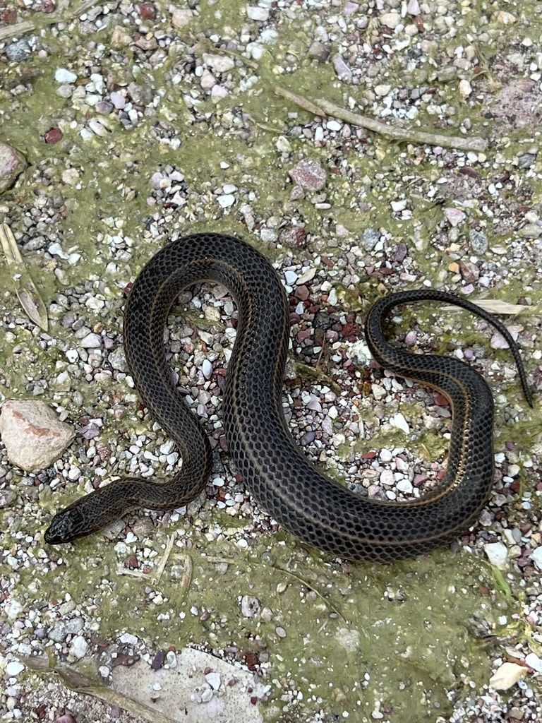 Rainbow Water Snake