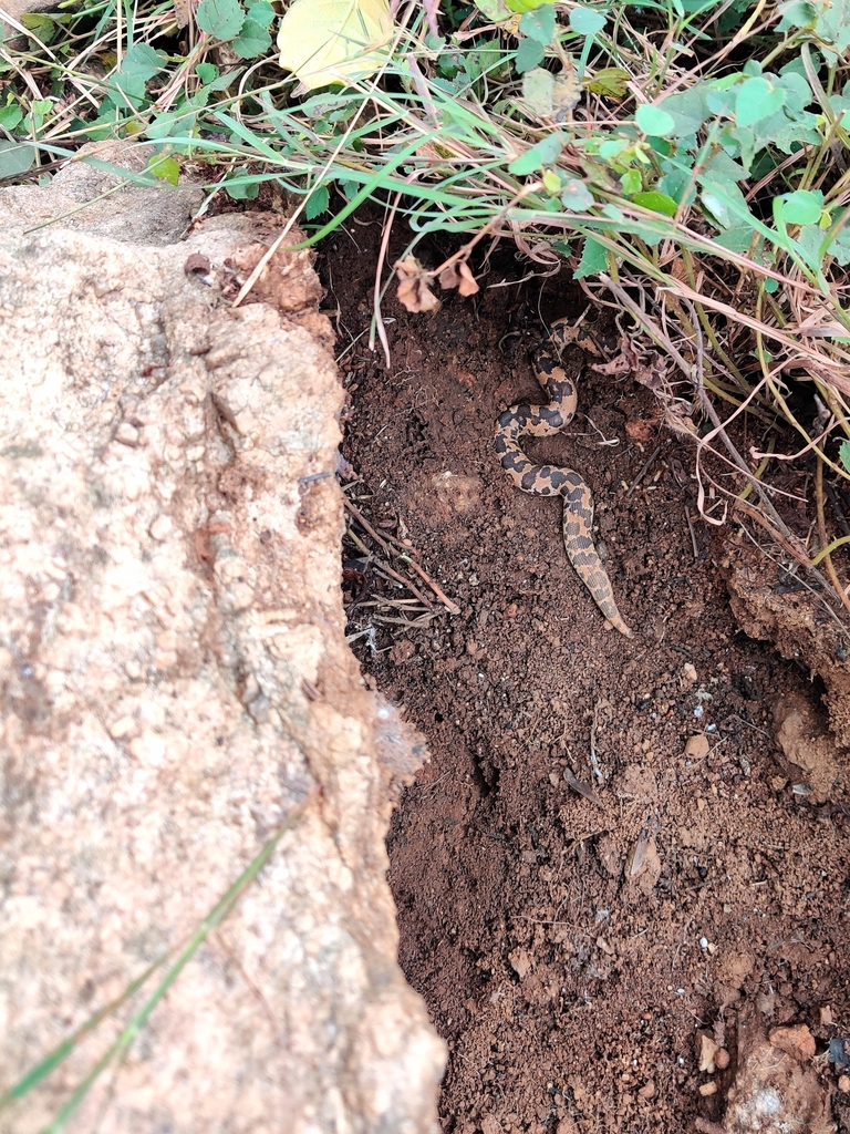 Rough-scaled Sand Boa