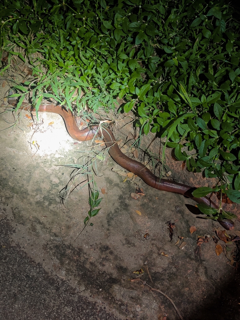 Eryx johnii