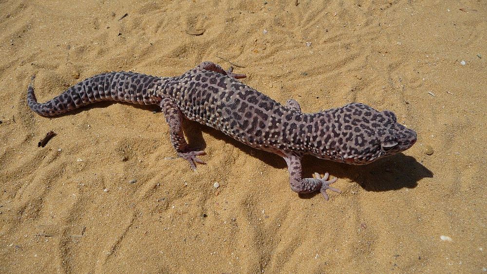 Leopard Gecko