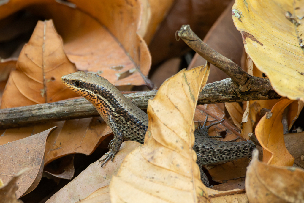 Eutropis macularia