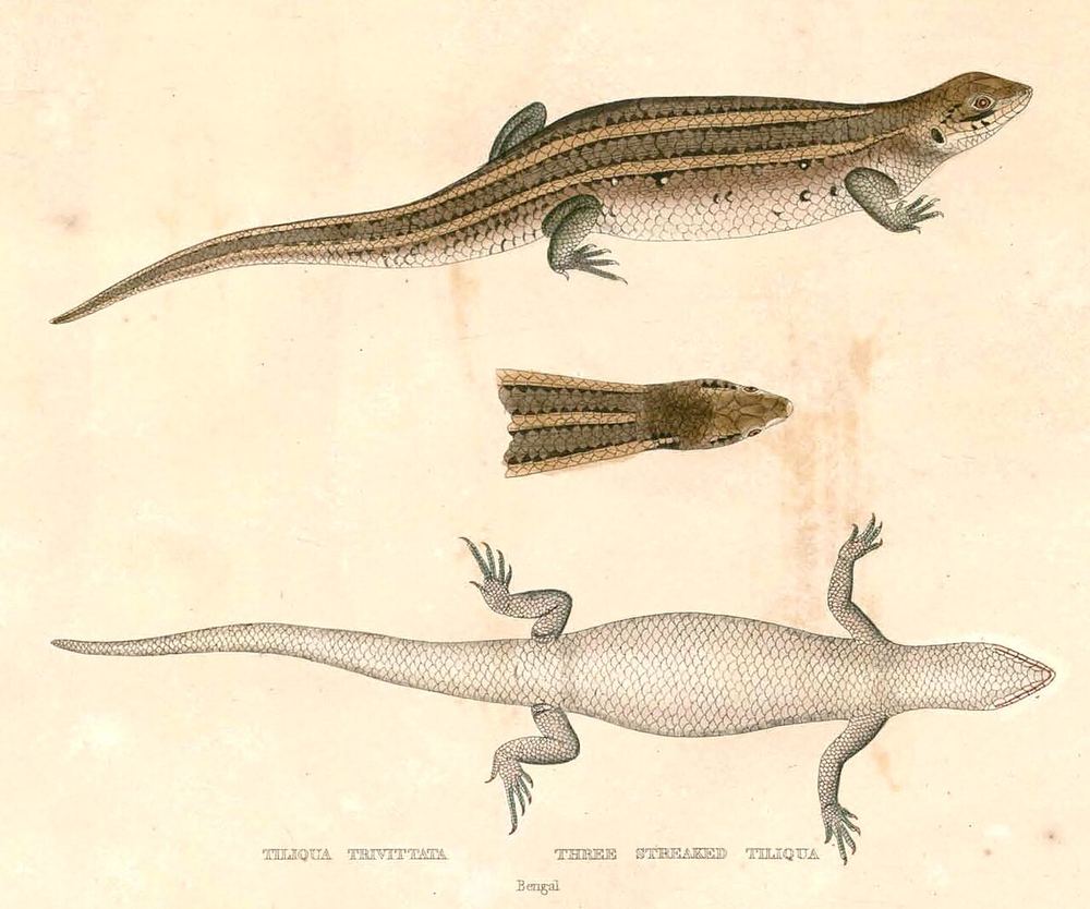 Eutropis trivittata