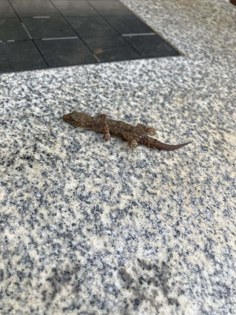 Brooke's House Gecko