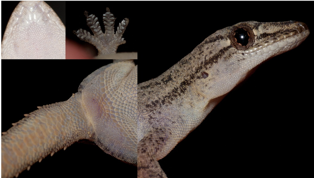 Asian House Gecko