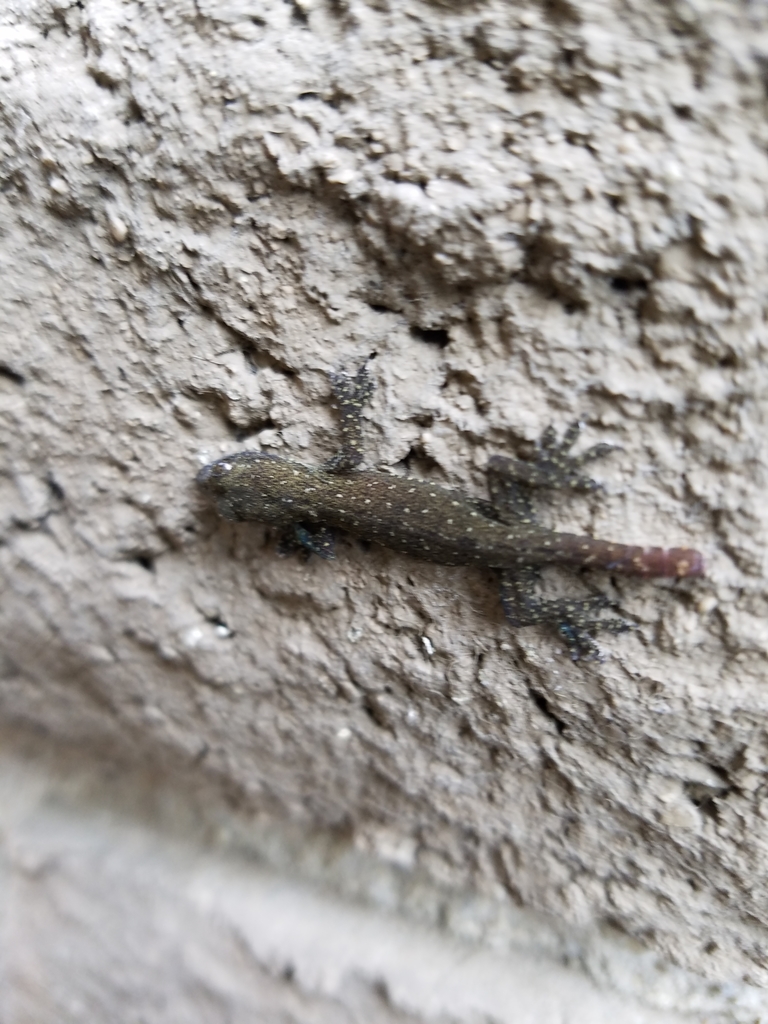Garnot's House Gecko