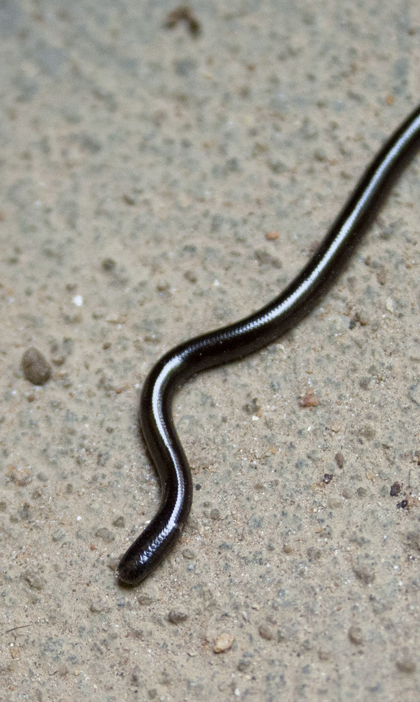 Brahminy Blindsnake