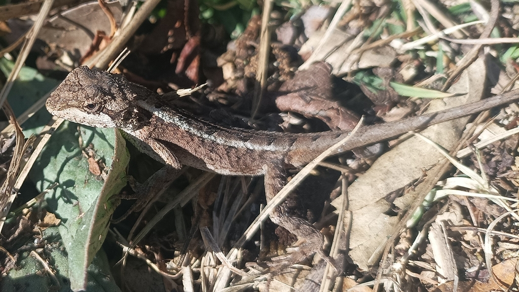 Japalura kumaonensis