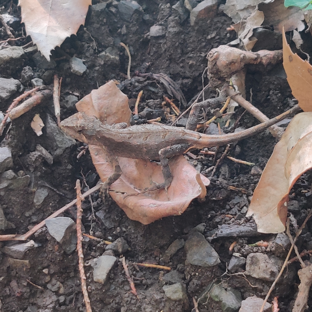 Japalura major