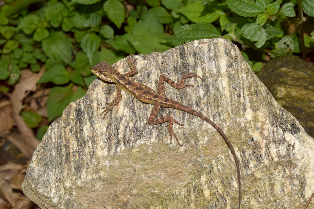 Variegated Mountain Lizard