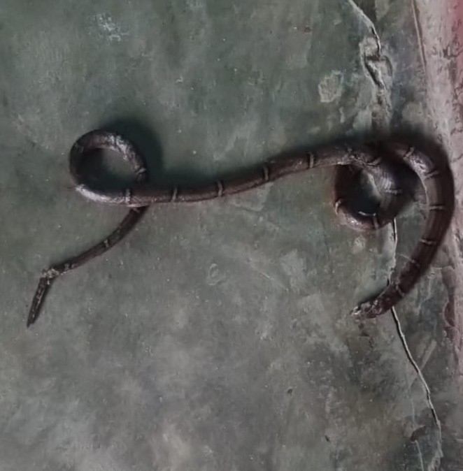 Light-barred Kukri Snake