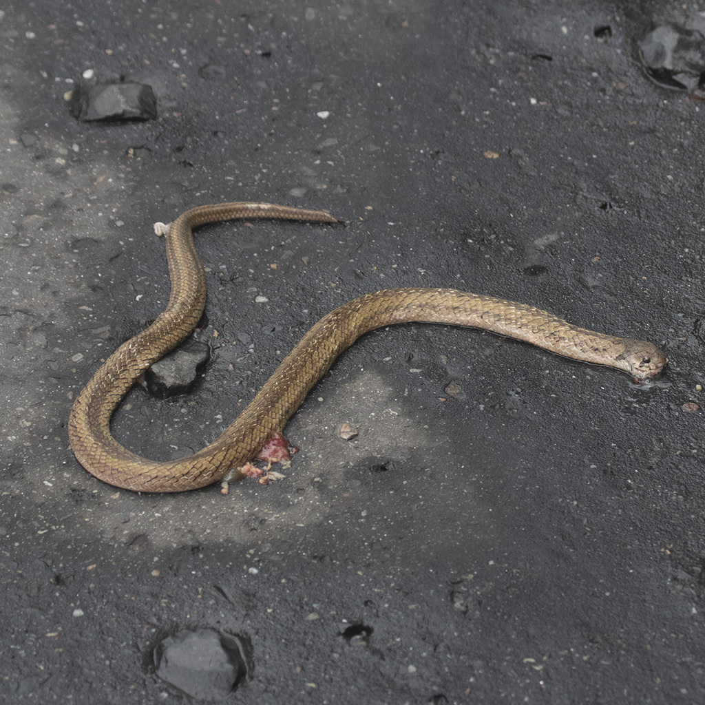 Oligodon cyclurus