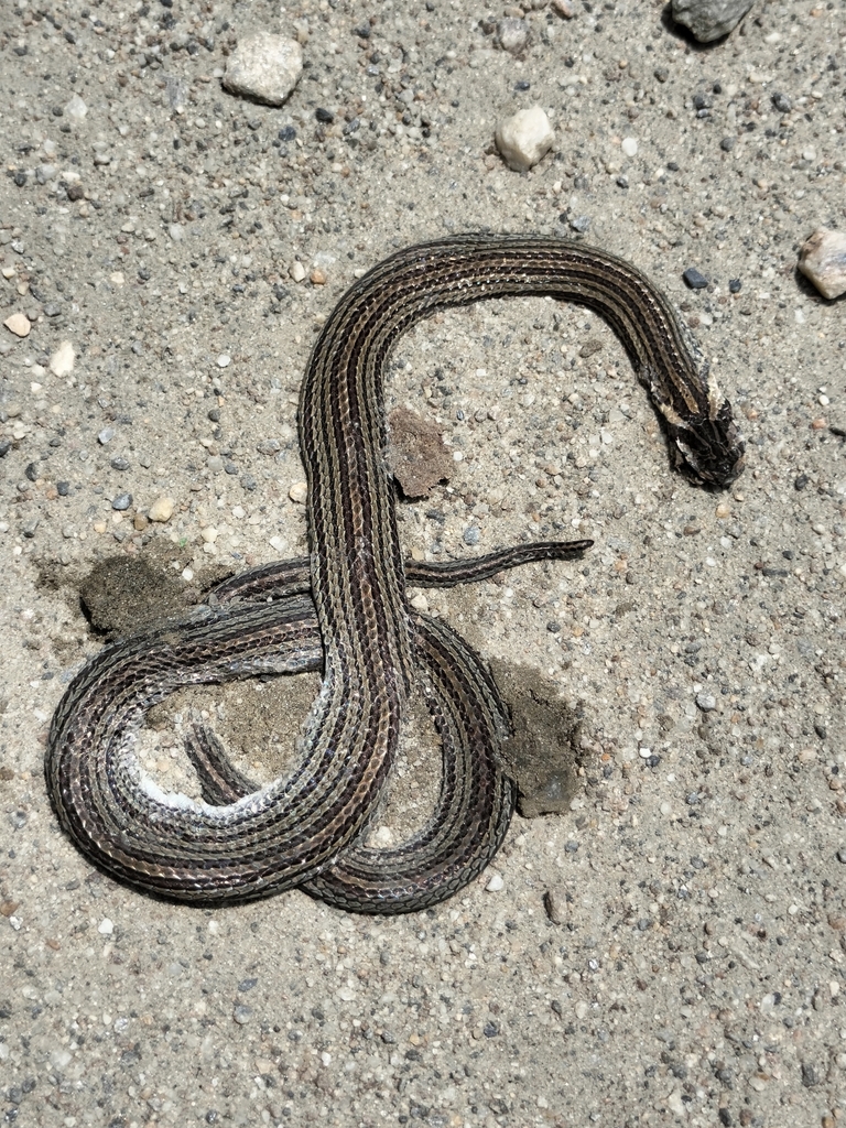 Oligodon erythrogaster