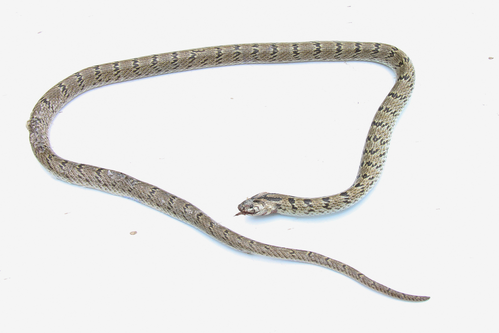 Russell's Kukri Snake