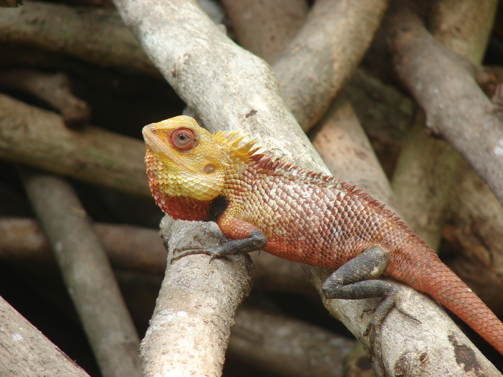 Oriental Garden Lizard