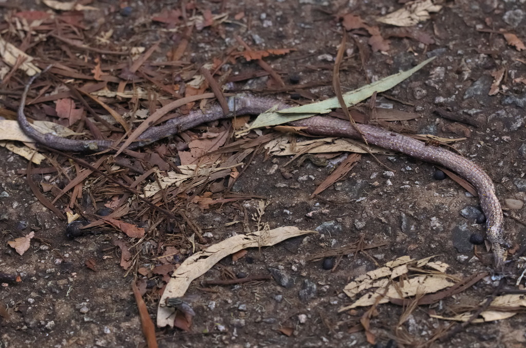 Common Mock Viper
