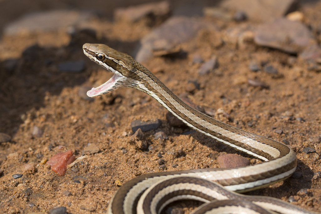 Psammophis condanarus