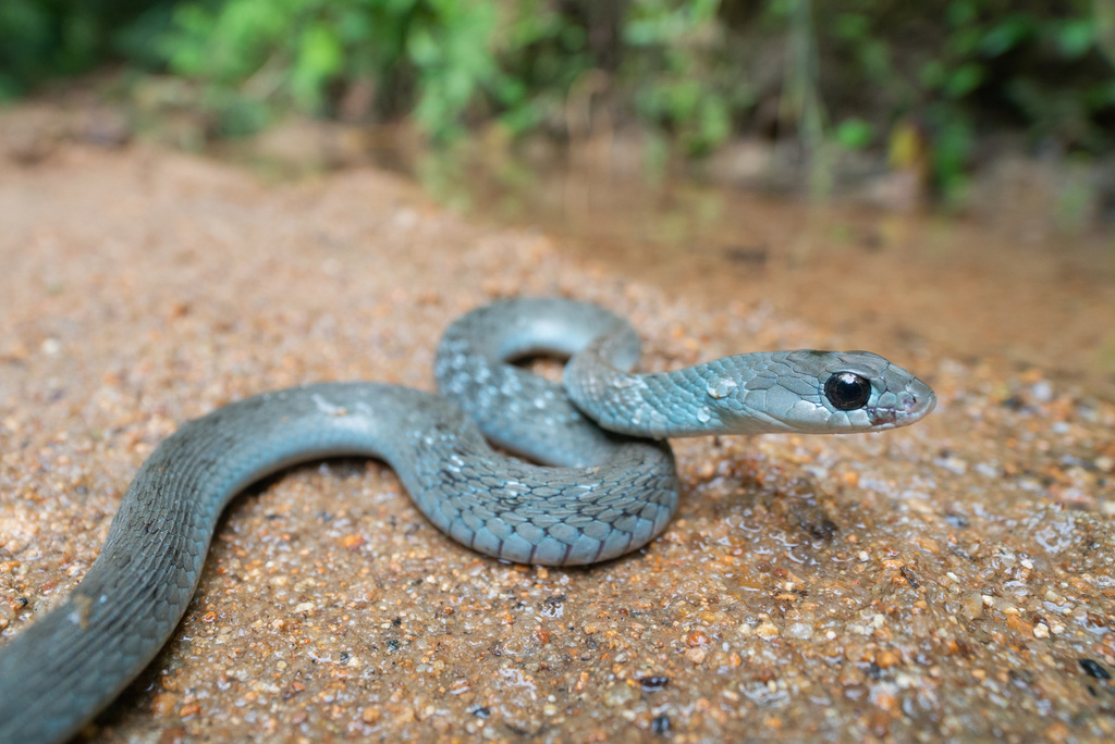 Rhabdophis helleri