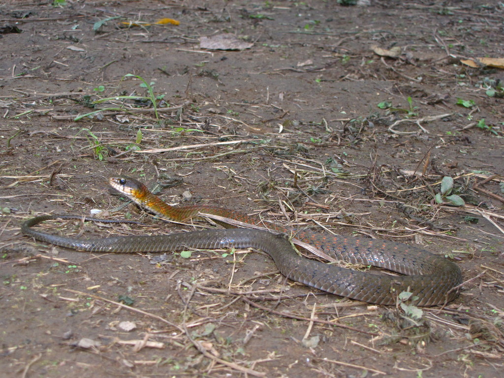 Rhabdophis himalayanus