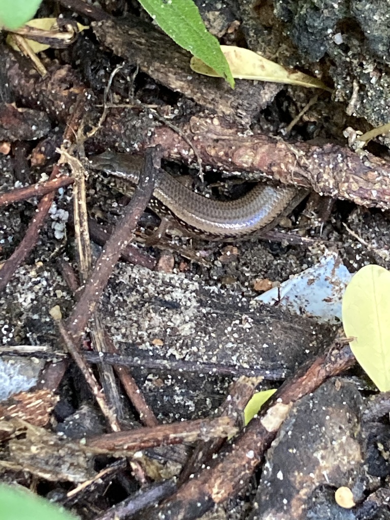 White-spotted Supple Skink