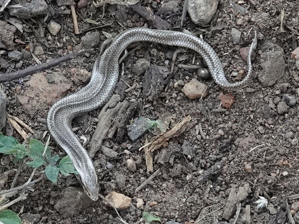 Common Dotted Garden Skink