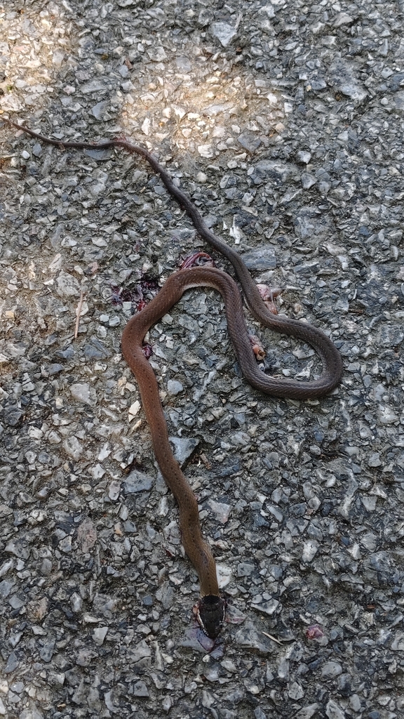 Common Many-toothed Snake