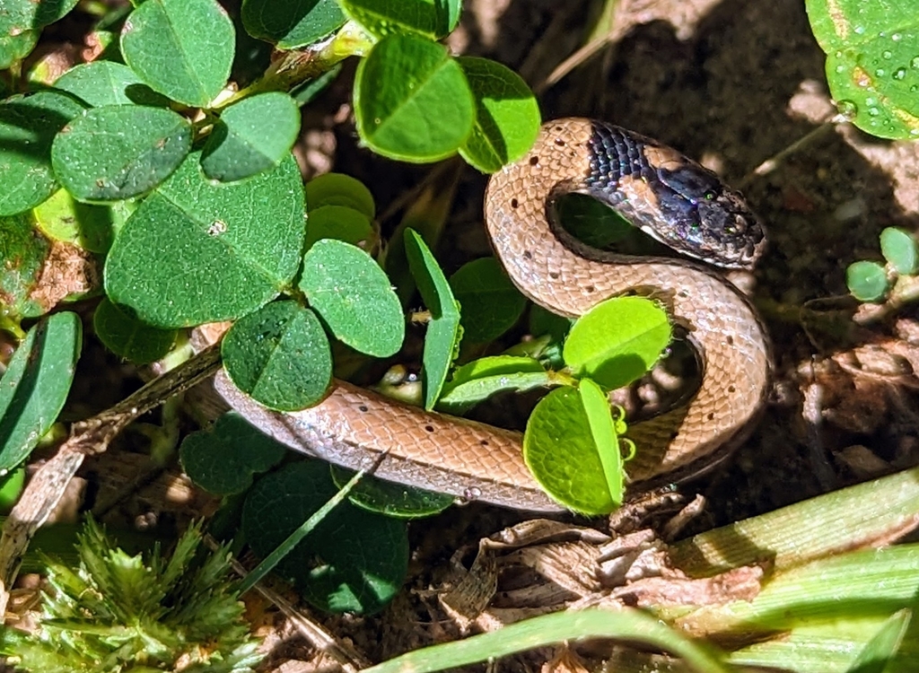 Sibynophis sagittarius