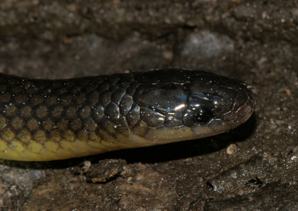 Olive Oriental Slender Snake